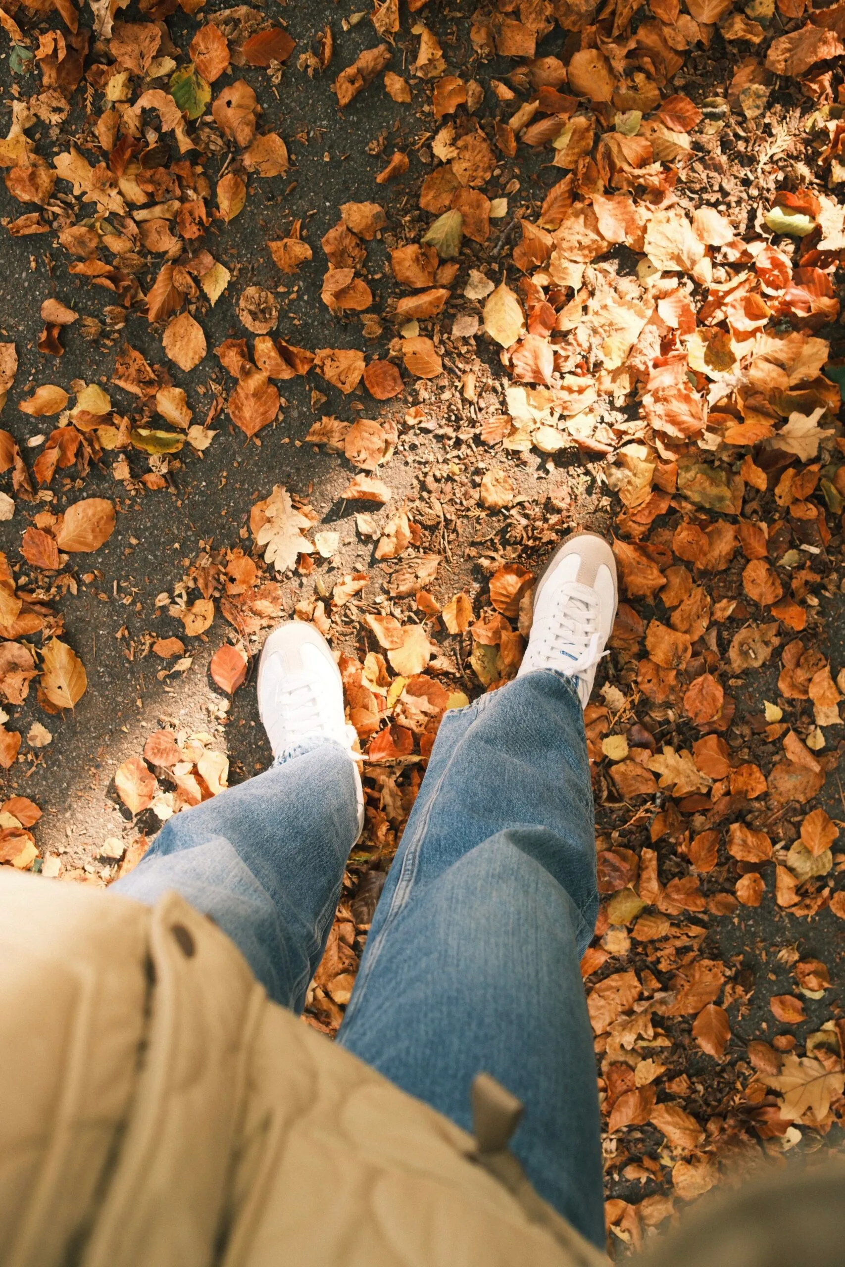 7 Fall Fonts on Canva to Use This Year